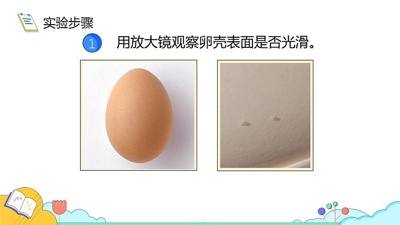 7.1.4 鸟的生殖和发育(26张)-人教版生物八年级下册课件第8页