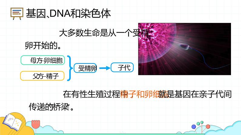 7.2.2 基因在亲子代间的传递(24张)-人教版生物八年级下册课件04