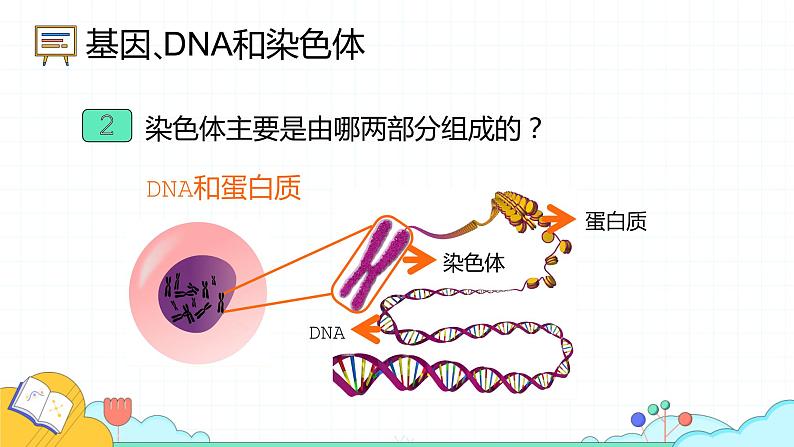 7.2.2 基因在亲子代间的传递(24张)-人教版生物八年级下册课件06