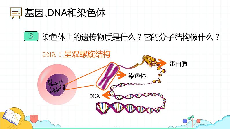 7.2.2 基因在亲子代间的传递(24张)-人教版生物八年级下册课件07