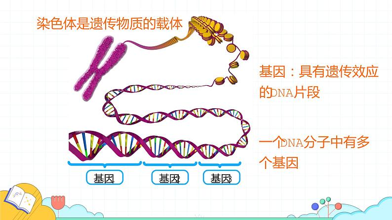 7.2.2 基因在亲子代间的传递(24张)-人教版生物八年级下册课件08