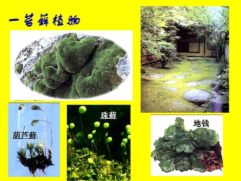 北师大版八下生物 22.3植物的主要类群 课件06