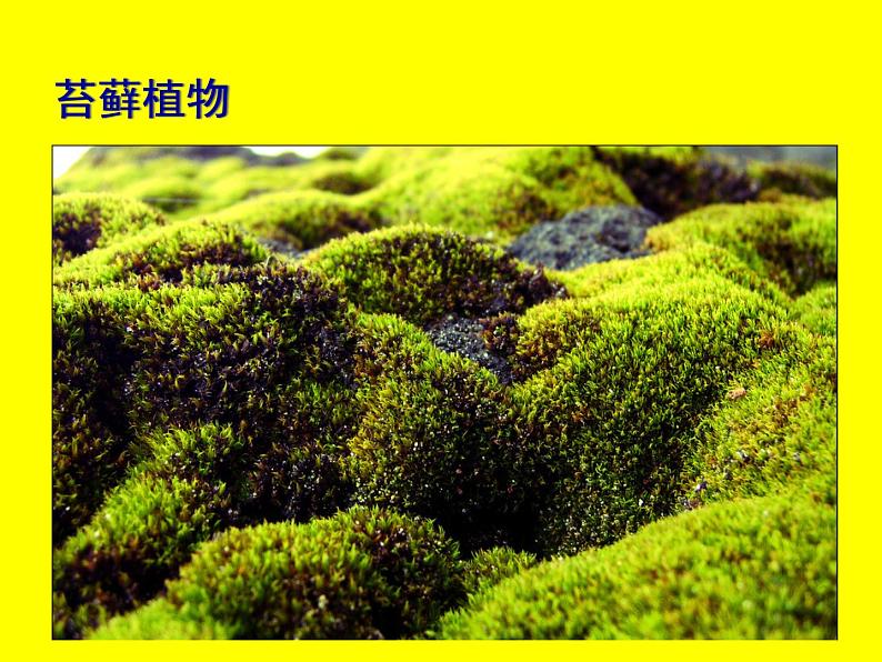 北师大版八下生物 22.3植物的主要类群 课件07