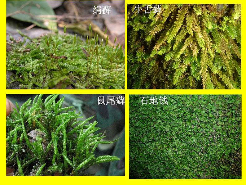 北师大版八下生物 22.3植物的主要类群 课件08