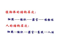 苏科版七下生物 9.3 单细胞的生物体 课件