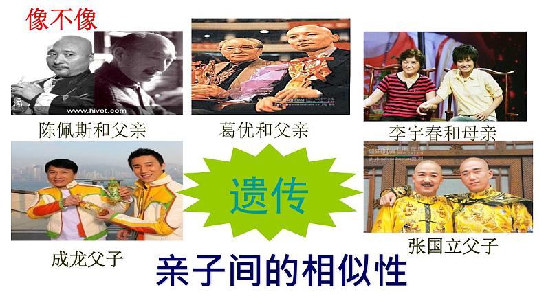 鲁科版(五四学制)生物八年级下册 8.2.2基因控制生物的性状 课件03