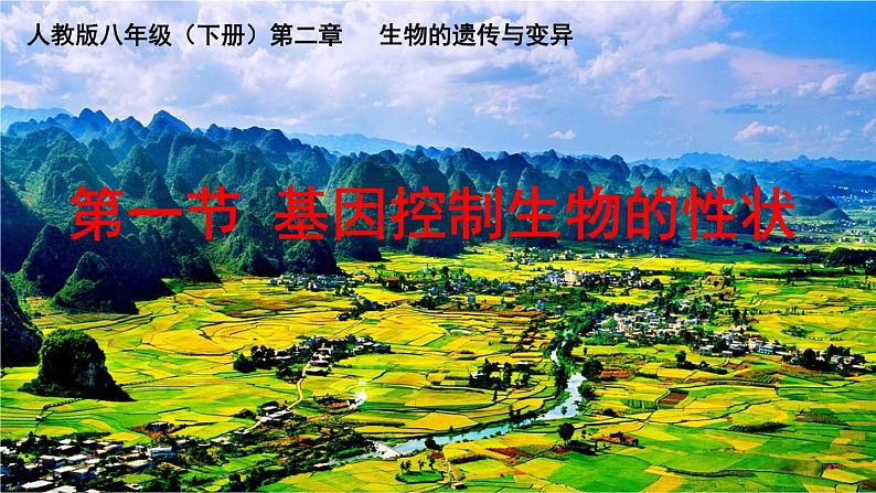 鲁科版(五四学制)生物八年级下册 8.2.2基因控制生物的性状 课件06