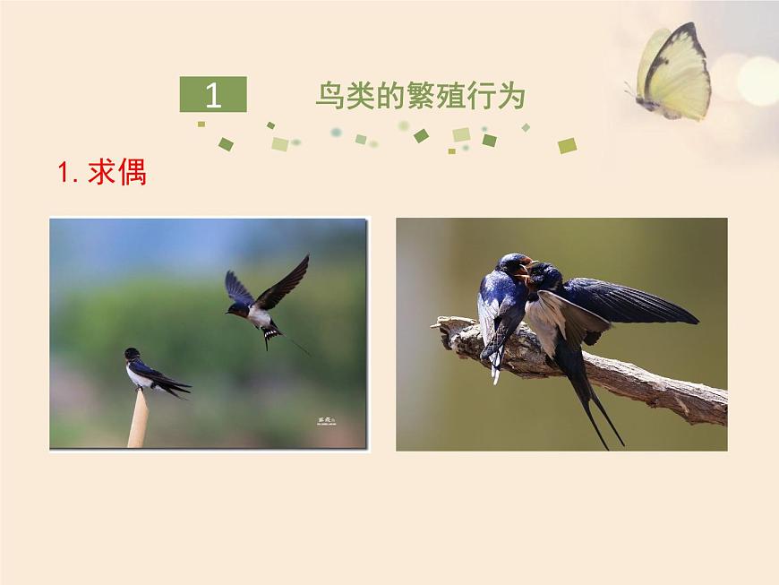 魯科版（五四學(xué)制）生物八年級下冊 8.1.3 鳥的生殖和發(fā)育 課件第3頁
