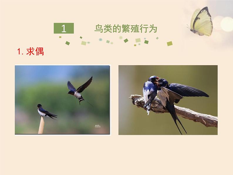 鲁科版(五四学制)生物八年级下册 8.1.3 鸟的生殖和发育 课件03
