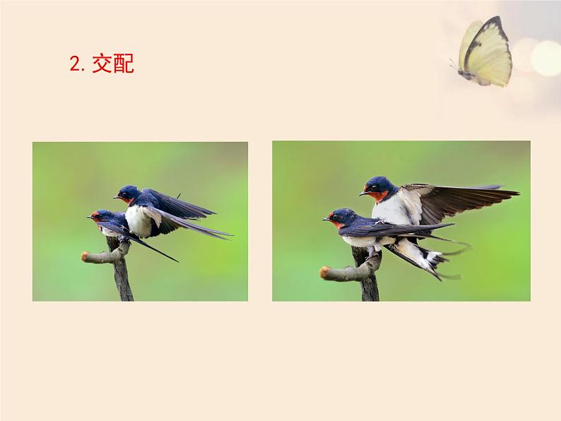 鲁科版(五四学制)生物八年级下册 8.1.3 鸟的生殖和发育 课件04