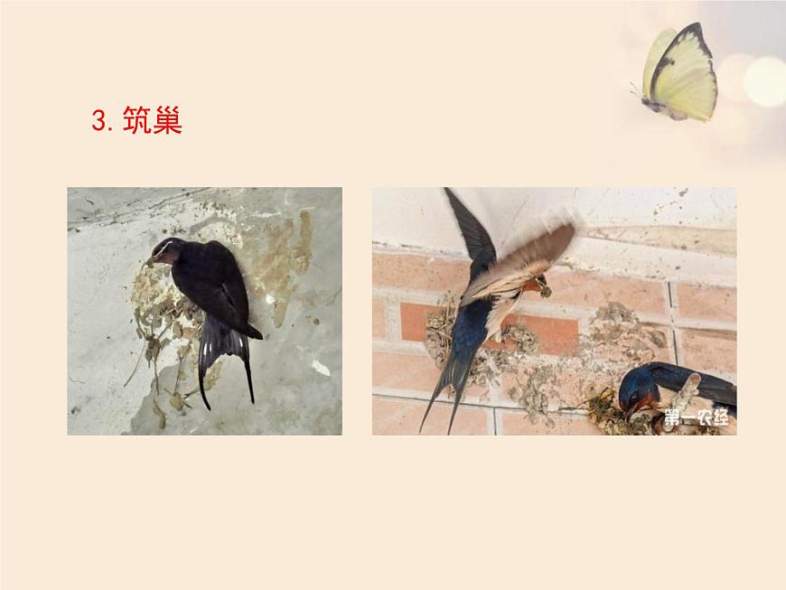 魯科版（五四學(xué)制）生物八年級下冊 8.1.3 鳥的生殖和發(fā)育 課件第5頁