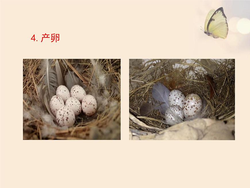 魯科版（五四學(xué)制）生物八年級下冊 8.1.3 鳥的生殖和發(fā)育 課件第6頁