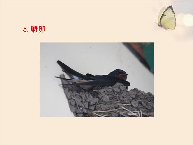 鲁科版(五四学制)生物八年级下册 8.1.3 鸟的生殖和发育 课件07