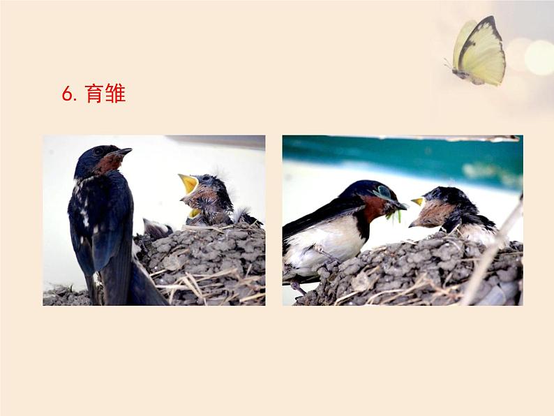 鲁科版(五四学制)生物八年级下册 8.1.3 鸟的生殖和发育 课件08