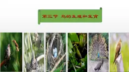 鲁科版（五四学制）生物八年级下册 8.1.3 鸟的生殖和发育 课件