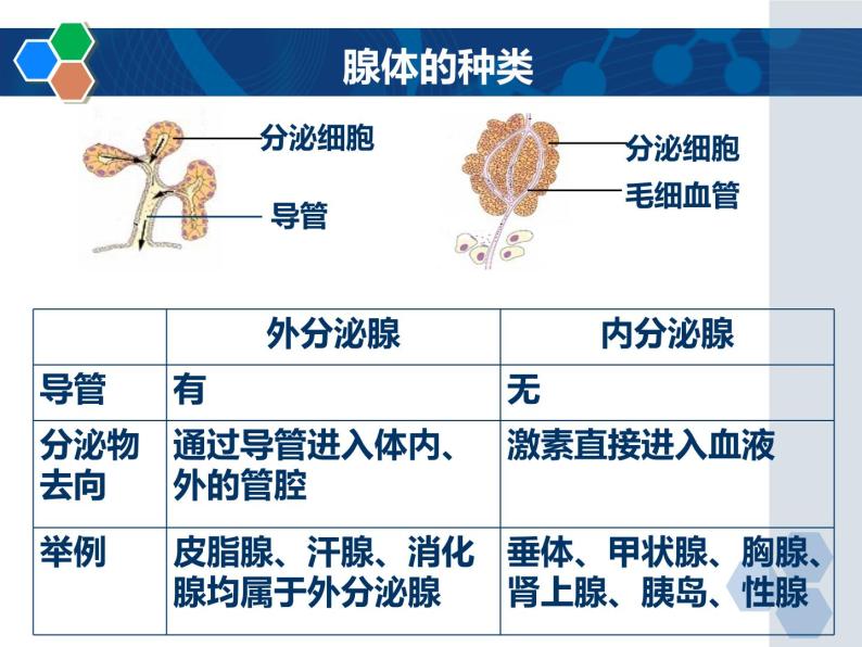 5-1激素与生长发育-【精准备课】2021-2022学年七年级生物下册同步教学优质课件（冀少版）04