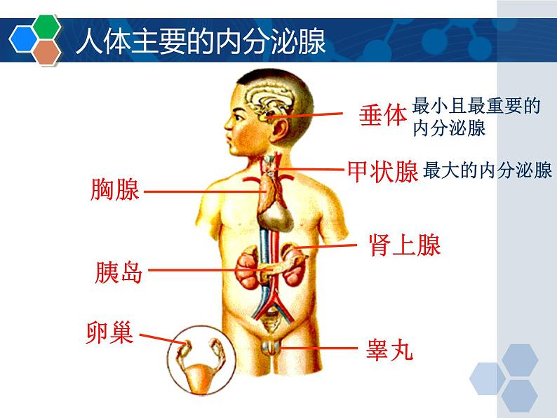 5-1激素与生长发育-【精准备课】2021-2022学年七年级生物下册同步教学优质课件(冀少版)05