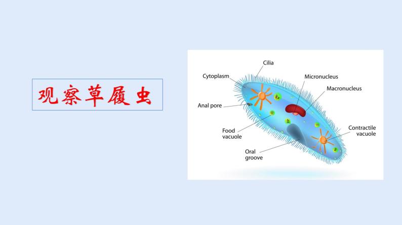 人教版七年级生物上册 2.2.4 单细胞生物 课件06