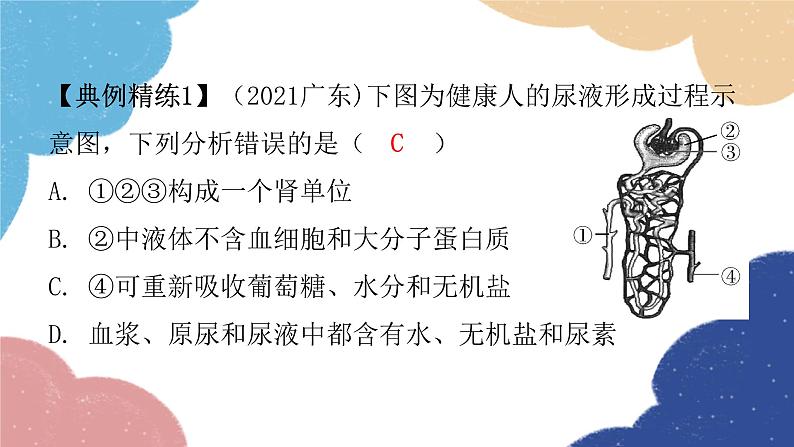 北师大版生物七年级下册 第11章 第2节 尿的形成与排出第2课时 课件06