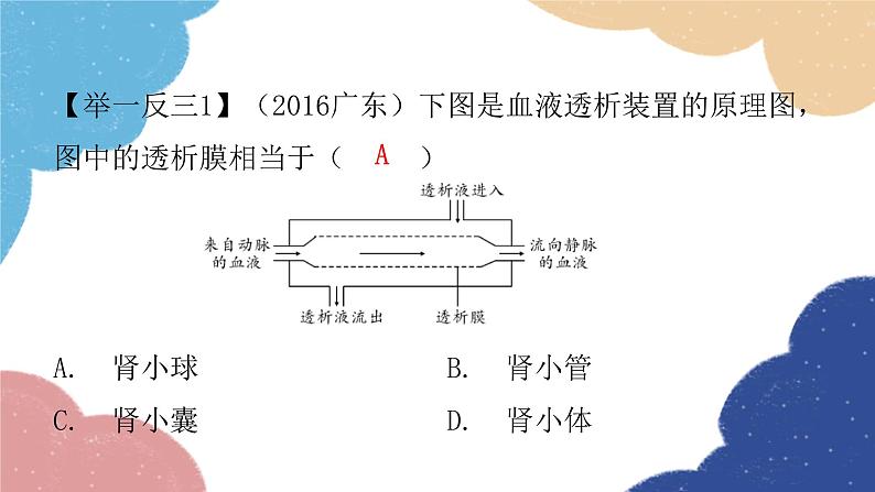 北师大版生物七年级下册 第11章 第2节 尿的形成与排出第2课时 课件07