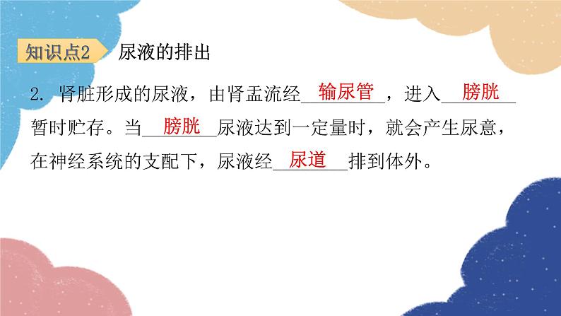 北师大版生物七年级下册 第11章 第2节 尿的形成与排出第2课时 课件08