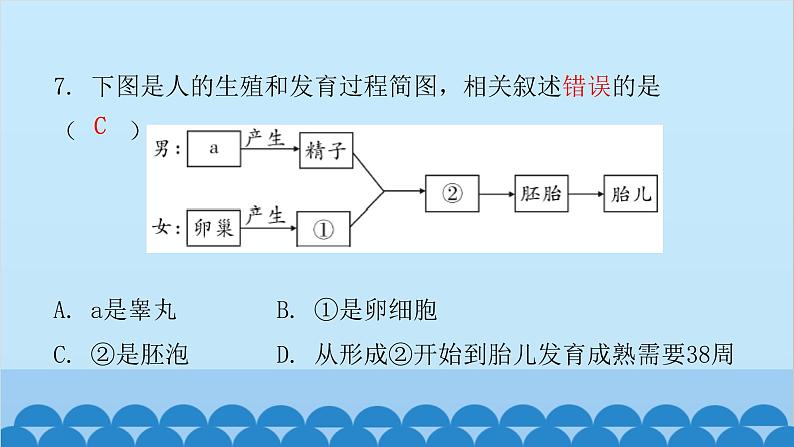 人教版生物七年级下册 第一章 第二节 人的生殖(课件)06