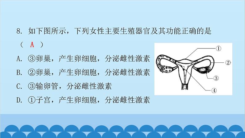 人教版生物七年级下册 第一章 第二节 人的生殖(课件)07