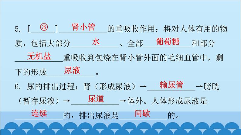 人教版生物七年级下册 第五章 人体内废物的排出-(课件)第7页