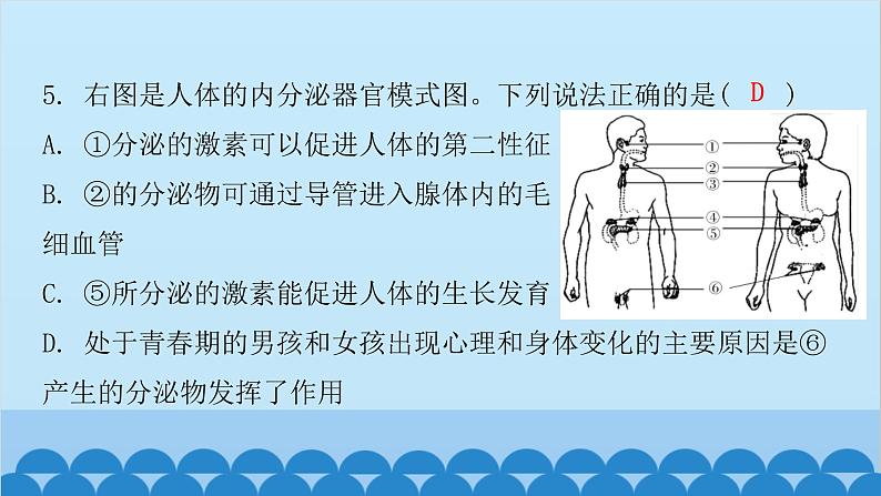 人教版生物七年级下册 第六章 第四节 激素调节(课件)第5页