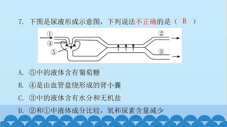 人教版生物七年级下册 第五章 人体内废物的排出(课件)06