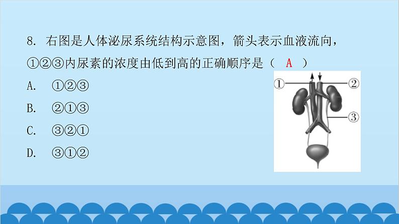 人教版生物七年级下册 第五章 人体内废物的排出(课件)07