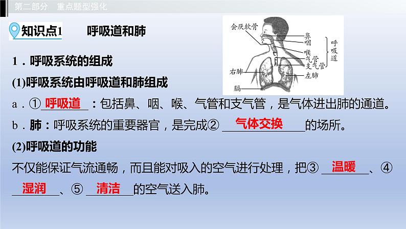 第二单元我们的身体与健康地生活第三章 健肺强肾 精力充沛课件2021年广西中考生物基础复习第3页