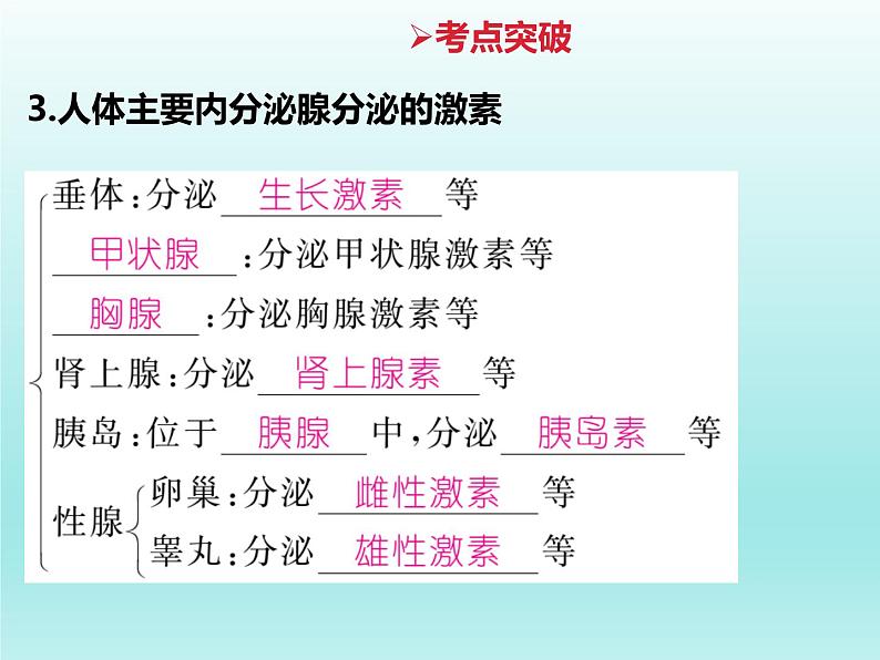 2022年中考生物专题复习课件:人体生命活动的调节(二)07