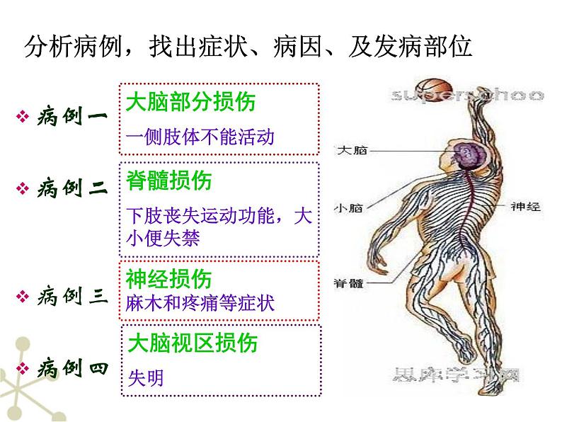 冀教版七年级下册生物 4.2.1传递信息的神经系统 课件08