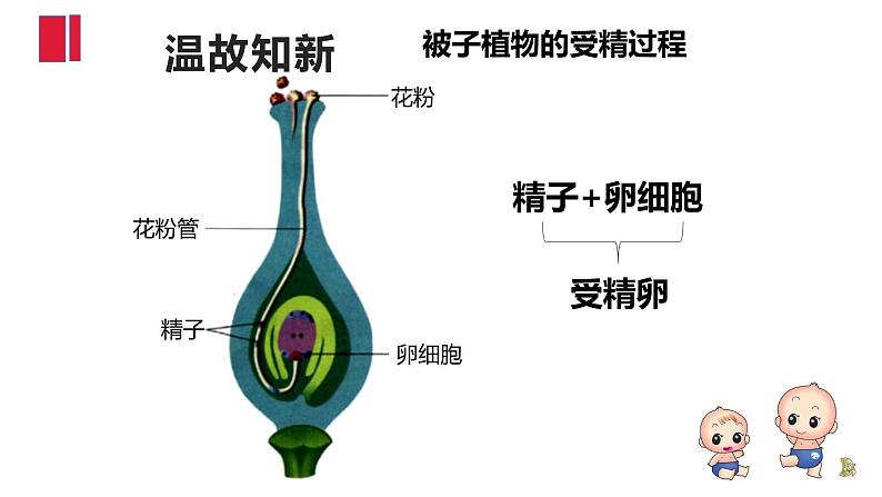 4.1.2人的生殖课件2021-2022学年人教版 生物七年级下册第1页
