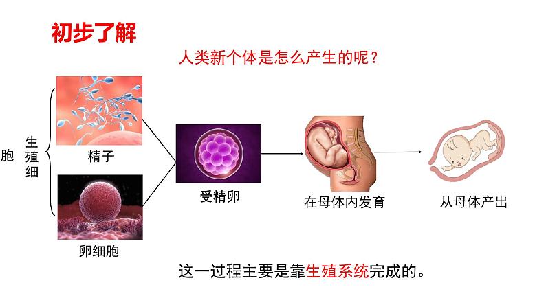 4.1.2人的生殖课件2021--2022学年人教版七年级生物下册第4页