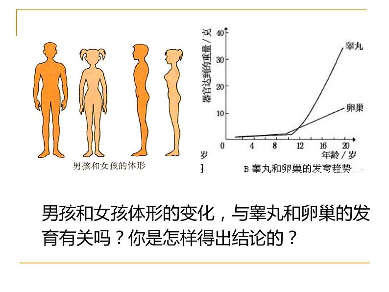 4.1.3青春期课件2021-- 2022学年人教版生物七年级下册第5页