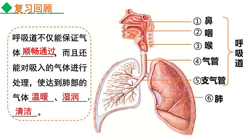4.3.2发生在肺内的气体交换课件2021--2022学年人教版生物七年级下册第1页