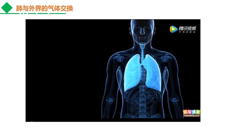 4.3.2发生在肺内的气体交换课件2021--2022学年人教版生物七年级下册第4页