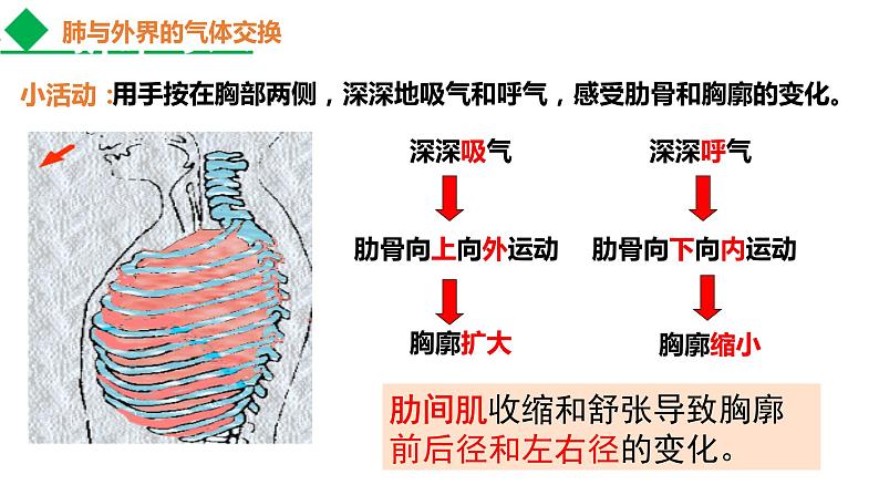 4.3.2发生在肺内的气体交换课件2021--2022学年人教版生物七年级下册第6页