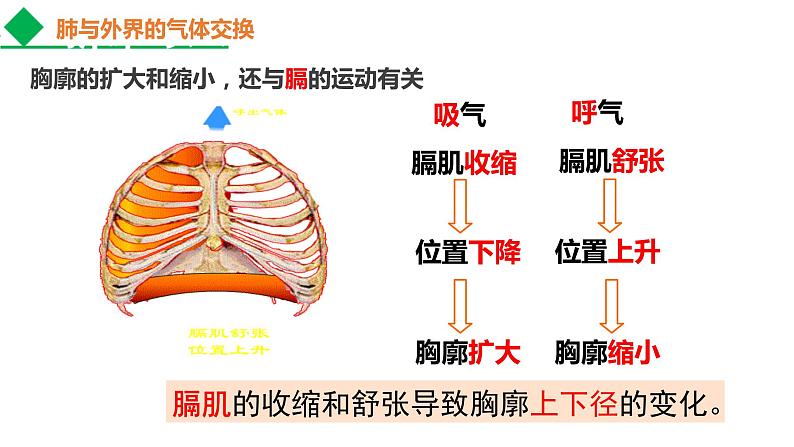 4.3.2发生在肺内的气体交换课件2021--2022学年人教版生物七年级下册第7页