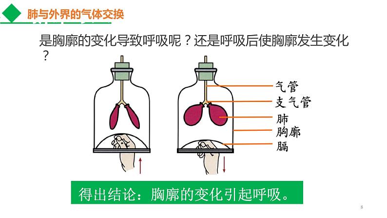 4.3.2发生在肺内的气体交换课件2021--2022学年人教版生物七年级下册第8页