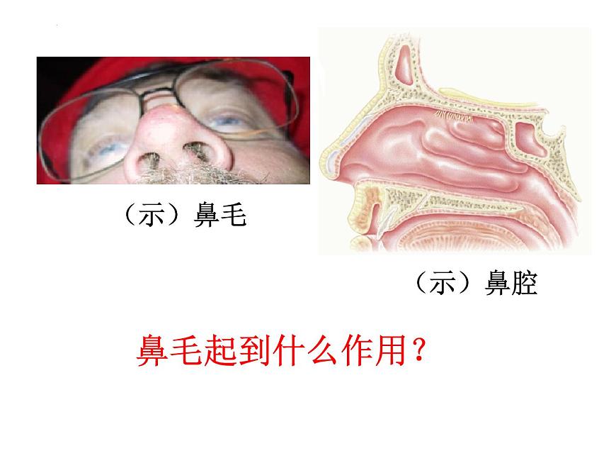 4.3.1呼吸道對(duì)空氣的處理課件2021--2022學(xué)年人教版七年級(jí)下冊(cè)生物第6頁(yè)