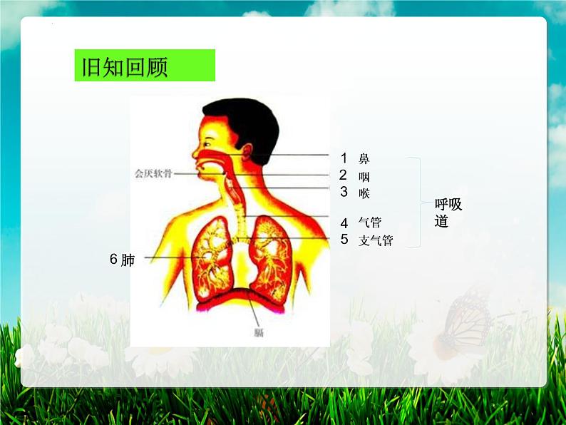 4.3.2发生在肺内的气体交换课件(第一课时)2021--2022学年人教版生物七年级下册第3页