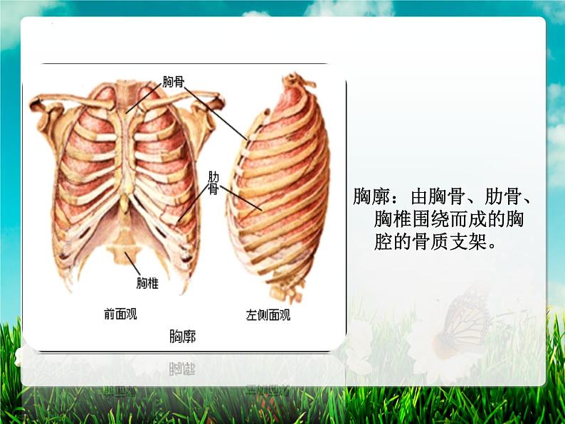 4.3.2发生在肺内的气体交换课件(第一课时)2021--2022学年人教版生物七年级下册第8页