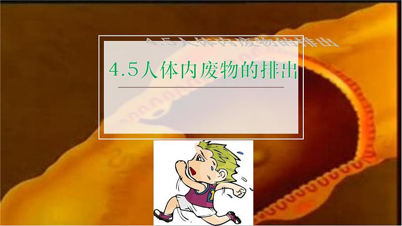 4.5人体内废物的排出课件2021---2022学年人教版生物七年级下册第1页