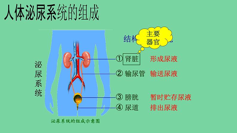 4.5人体内废物的排出课件2021---2022学年人教版生物七年级下册第3页