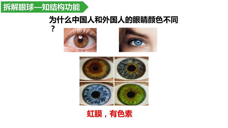 4.6.1人体对外界环境的感知--眼和视觉课件2021-2022学年人教版生物七年级下册第7页