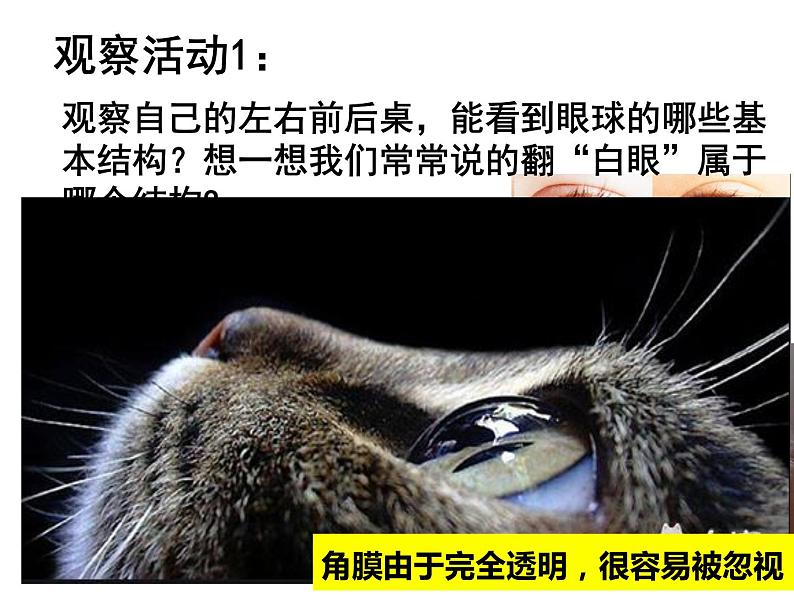 4.6.1人体对外界环境的感知课件2021--2022学年人教版七年级生物下册第4页