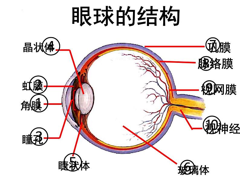 4.6.1人体对外界环境的感知课件2021--2022学年人教版七年级生物下册第5页